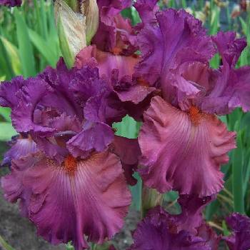 Ирис Iris Germanica ‘Fashionably Late’ 